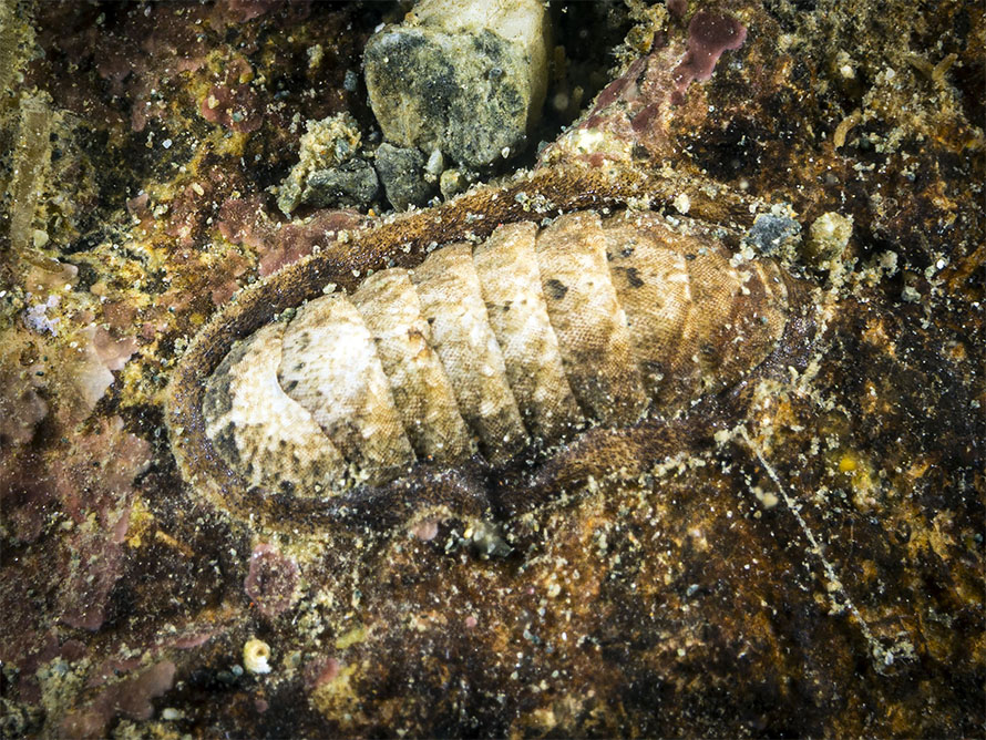 Stenoplax sp. A